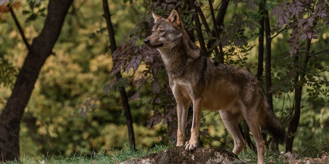Αρκτούρος: Συνύπαρξη με σεβασμό στα όρια της άγριας ζωής