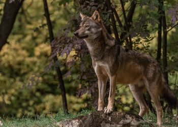 Αρκτούρος: Συνύπαρξη με σεβασμό στα όρια της άγριας ζωής