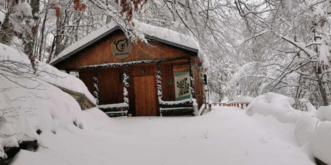 Αρκτούρος: “Όλες πλέον οι αρκούδες έχουν αποσυρθεί στις φωλιές τους”
