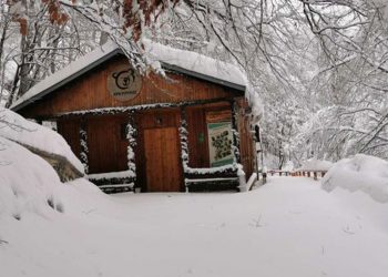 Αρκτούρος: “Όλες πλέον οι αρκούδες έχουν αποσυρθεί στις φωλιές τους”
