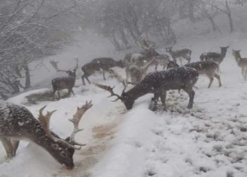 Το χιονισμένο πάρκο ελαφιών σαν να είναι βγαλμένο από παραμύθι
