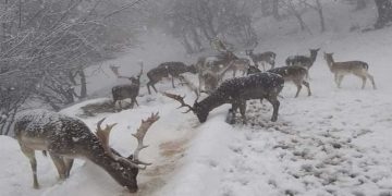 Το χιονισμένο πάρκο ελαφιών σαν να είναι βγαλμένο από παραμύθι