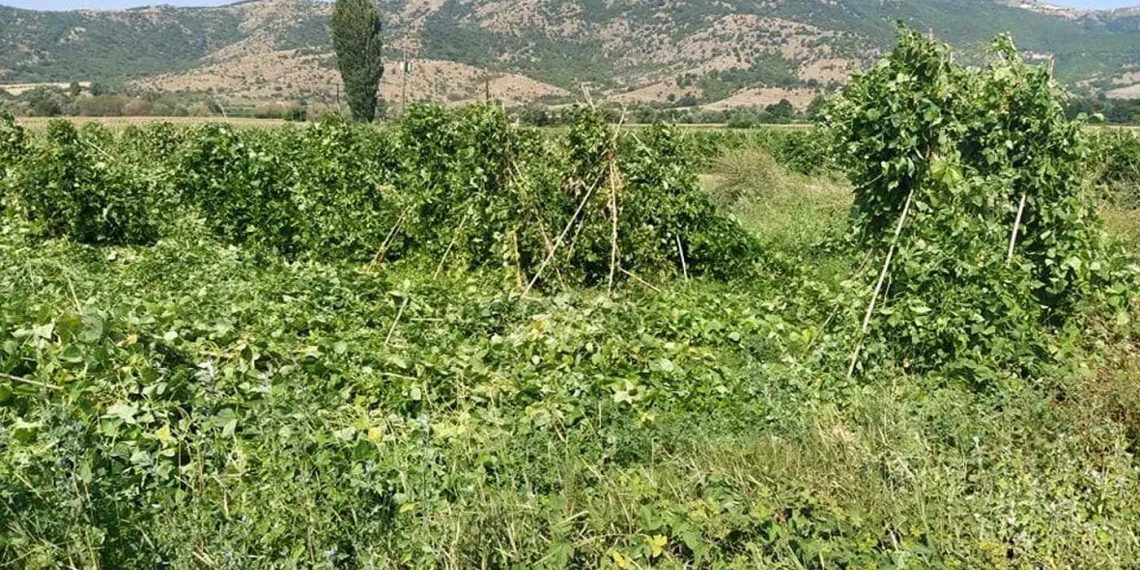 Παίζουν την… κολοκυθιά με τους φασολοπαραγωγούς- Στο «περίμενε» 1530 αγρότες στη Δυτική Μακεδονία για τις αποζημιώσεις