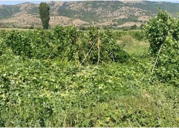 Παίζουν την… κολοκυθιά με τους φασολοπαραγωγούς- Στο «περίμενε» 1530 αγρότες στη Δυτική Μακεδονία για τις αποζημιώσεις