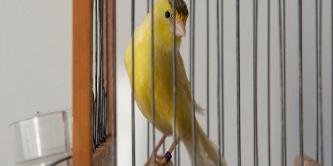 “Πήγαμε σε Έναν Διαγωνισμό Κελαηδίσματος Καναρινιών στην Πτολεμαΐδα” – Διαβάστε το αφιέρωμα του VICE για τον διαγωνισμό και τους καναρινόφιλους