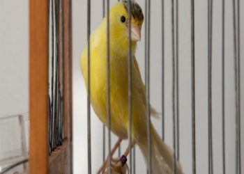 “Πήγαμε σε Έναν Διαγωνισμό Κελαηδίσματος Καναρινιών στην Πτολεμαΐδα” – Διαβάστε το αφιέρωμα του VICE για τον διαγωνισμό και τους καναρινόφιλους