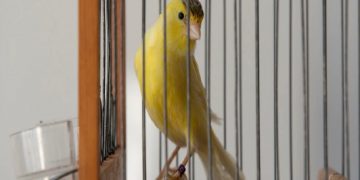 “Πήγαμε σε Έναν Διαγωνισμό Κελαηδίσματος Καναρινιών στην Πτολεμαΐδα” – Διαβάστε το αφιέρωμα του VICE για τον διαγωνισμό και τους καναρινόφιλους