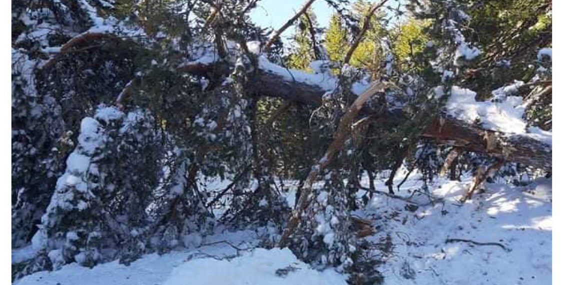 Βελβεντό: 9η μέρα αποχιονισμού στο δρόμο από Αγία Κυριακή για το Καταφύγι