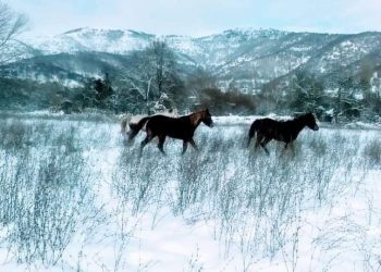 Τα άλογα σε λευκό τοπίο, σαν πίνακας ζωγραφικής, στην Κλεισούρα Καστοριάς