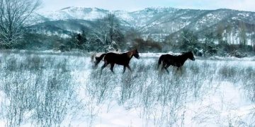 Τα άλογα σε λευκό τοπίο, σαν πίνακας ζωγραφικής, στην Κλεισούρα Καστοριάς