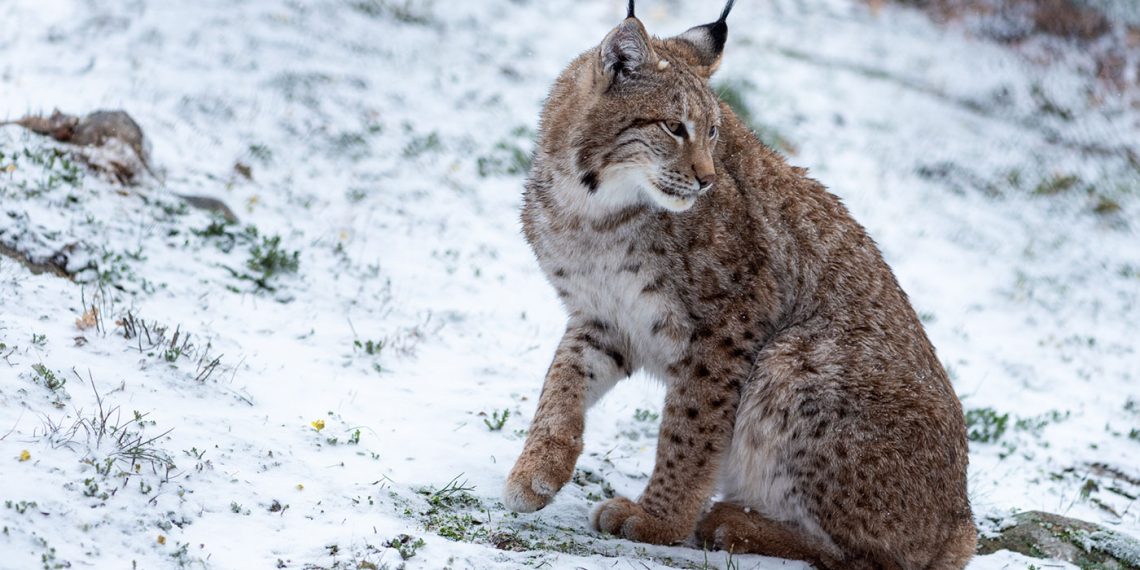 Το Κέντρο Προστασίας Λύκου & Λύγκα του Αρκτούρου συνεχίζει τη λειτουργία του
