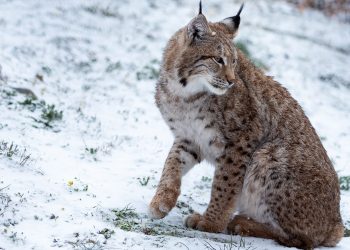 Το Κέντρο Προστασίας Λύκου & Λύγκα του Αρκτούρου συνεχίζει τη λειτουργία του