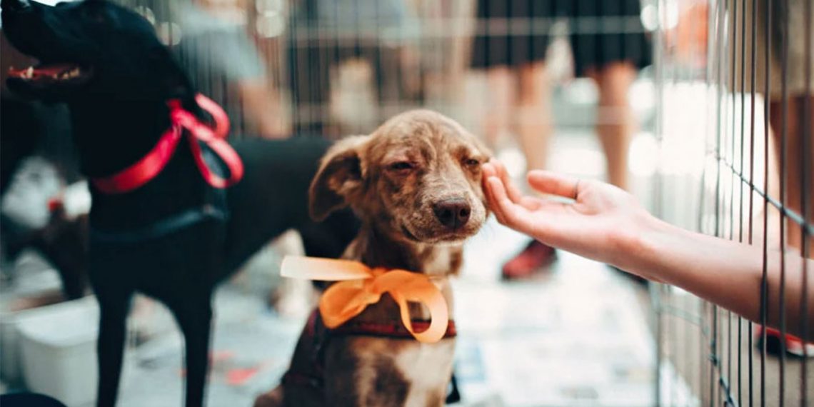 Με κωδικούς Taxisnet το βιβλιάριο και η δήλωση απώλειας κατοικίδιου, μέσω gov.gr οι υιοθεσίες
