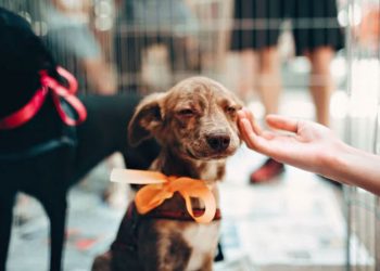 Με κωδικούς Taxisnet το βιβλιάριο και η δήλωση απώλειας κατοικίδιου, μέσω gov.gr οι υιοθεσίες