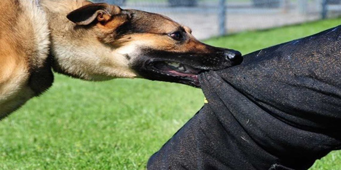 Σιάτιστα: Αδέσποτος σκύλος δάγκωσε υπάλληλο του Δήμου Βοΐου