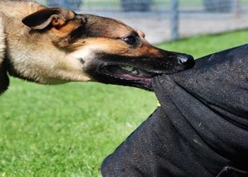 Σιάτιστα: Αδέσποτος σκύλος δάγκωσε υπάλληλο του Δήμου Βοΐου