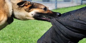 Σιάτιστα: Αδέσποτος σκύλος δάγκωσε υπάλληλο του Δήμου Βοΐου