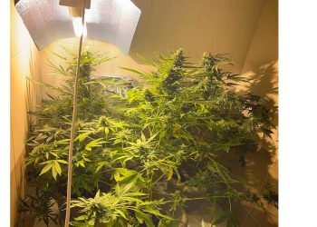 Κοζάνη: 21χρονος καλλιεργούσε 3 γλάστρες με δενδρύλλια κάνναβης μέσα στο σπίτι του-Συνελήφθη από την ΟΠΚΕ -VIDEO