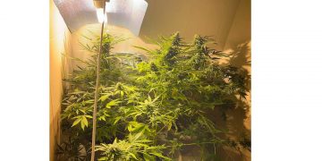 Κοζάνη: 21χρονος καλλιεργούσε 3 γλάστρες με δενδρύλλια κάνναβης μέσα στο σπίτι του-Συνελήφθη από την ΟΠΚΕ -VIDEO