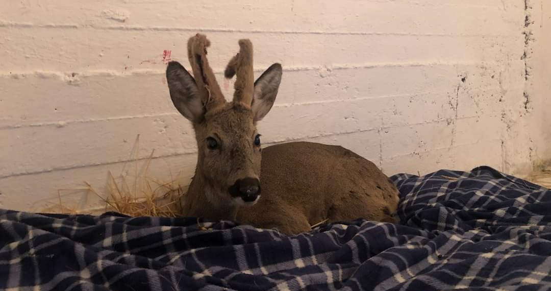 Στον Αρκτούρο το ζαρκάδι που βρέθηκε προχθές από δημοτικούς υπαλλήλους στη Φλώρινα- Έχει συντριπτικό κάταγμα στο πόδι