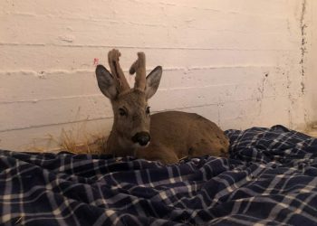 Στον Αρκτούρο το ζαρκάδι που βρέθηκε προχθές από δημοτικούς υπαλλήλους στη Φλώρινα- Έχει συντριπτικό κάταγμα στο πόδι