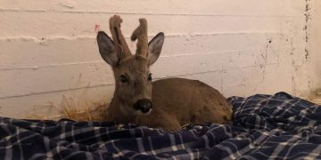 Στον Αρκτούρο το ζαρκάδι που βρέθηκε προχθές από δημοτικούς υπαλλήλους στη Φλώρινα- Έχει συντριπτικό κάταγμα στο πόδι