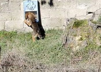  Τοποθέτηση δοχείων σίτισης (ταΐστρες) αδέσποτων ζώων συντροφιάς στον Δήμο Βοΐου