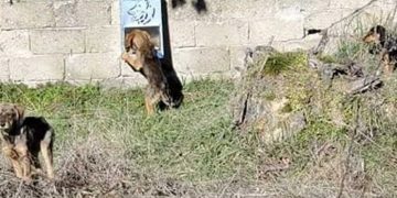  Τοποθέτηση δοχείων σίτισης (ταΐστρες) αδέσποτων ζώων συντροφιάς στον Δήμο Βοΐου