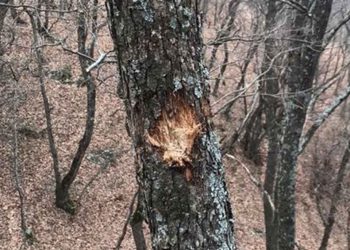 Άγνωστοι έκλεψαν δύο από τις κάμερες παρακολούθησης άγριας ζωής που εγκατέστησε ο ΑΡΚΤΟΥΡΟΣ