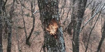 Άγνωστοι έκλεψαν δύο από τις κάμερες παρακολούθησης άγριας ζωής που εγκατέστησε ο ΑΡΚΤΟΥΡΟΣ