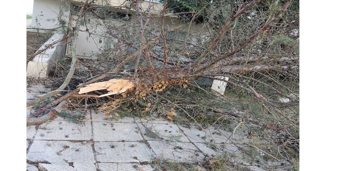 Πτώσεις δέντρων στην Πτολεμαΐδα λόγω των δυνατών ανέμων -Φωτο