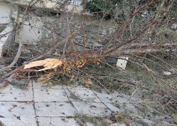 Πτώσεις δέντρων στην Πτολεμαΐδα λόγω των δυνατών ανέμων -Φωτο