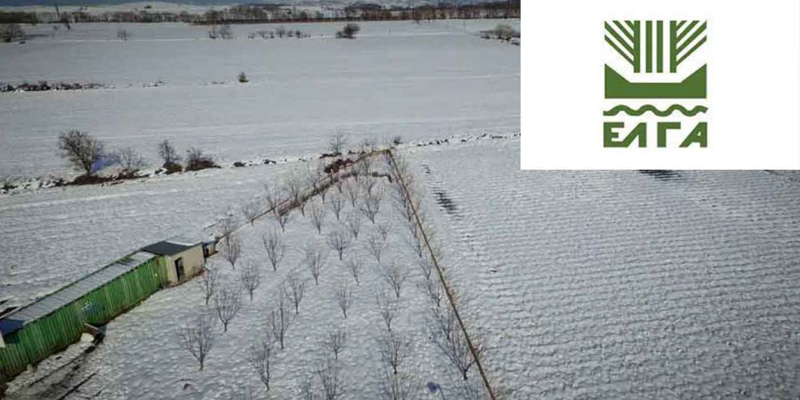 ΕΛΓΑ: Σήμερα η πληρωμή αποζημιώσεων 68 εκατ. ευρώ για τον «Παγετό της άνοιξης 2021» σε 23.503 δικαιούχους
