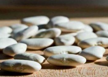 Αποζημιώσεις 530 ευρώ το στρέμμα για γίγαντες και 420 για φασόλια πλακέ αναμένουν στην Καστοριά