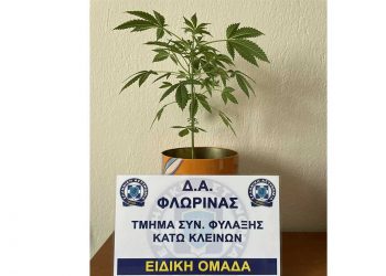 Συνελήφθη 29χρονος στη Φλώρινα για καλλιέργεια δενδρυλλίου κάνναβης