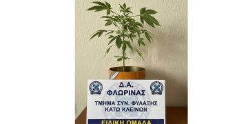 Συνελήφθη 29χρονος στη Φλώρινα για καλλιέργεια δενδρυλλίου κάνναβης