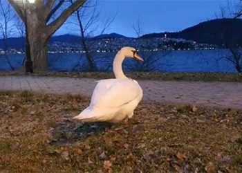 Στη λίμνη των Ιωαννίνων μεταφέρεται ο κύκνος της Καστοριάς που έχασε το ταίρι του