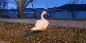 Στη λίμνη των Ιωαννίνων μεταφέρεται ο κύκνος της Καστοριάς που έχασε το ταίρι του