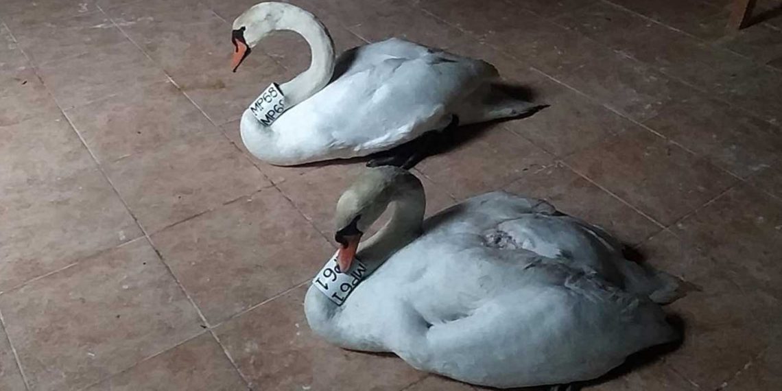 Καστοριά: Η περιπέτεια του θηλυκού κύκνου και η αφοσίωση του αρσενικού (βίντεο)