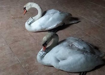 Καστοριά: Η περιπέτεια του θηλυκού κύκνου και η αφοσίωση του αρσενικού (βίντεο)