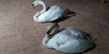 Καστοριά: Η περιπέτεια του θηλυκού κύκνου και η αφοσίωση του αρσενικού (βίντεο)