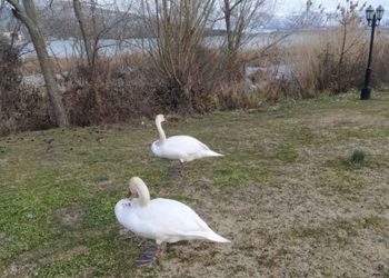 Η Ιστορία αγάπης δύο κύκνων στη Καστοριά