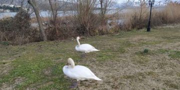 Η Ιστορία αγάπης δύο κύκνων στη Καστοριά