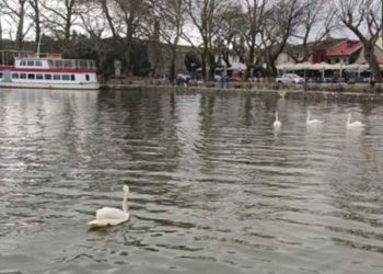 Στη λίμνη Ιωαννίνων μεταφέρθηκε ο «θλιμμένος» κύκνος της Καστοριάς, που συγκίνησε με την ιστορία του όλη την Ελλάδα