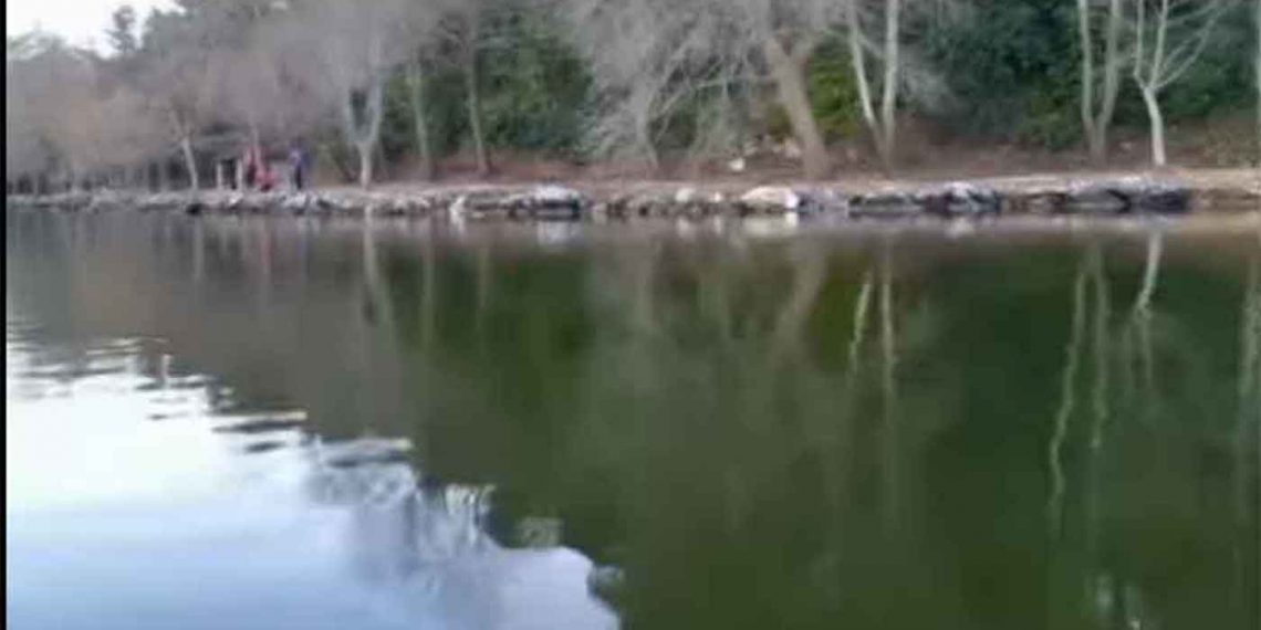 Σκουφοβουτηχτάρι παγιδεύτηκε σε δίχτυα στη λίμνη της Καστοριάς (Βίντεο)