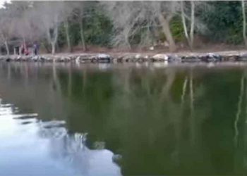 Σκουφοβουτηχτάρι παγιδεύτηκε σε δίχτυα στη λίμνη της Καστοριάς (Βίντεο)