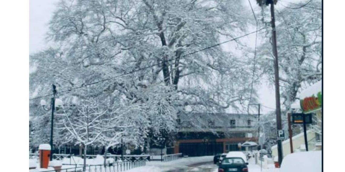 Σαν ζωγραφιά ο  χιονισμένος Πλάτανος της Λευκοπηγής (φωτό)