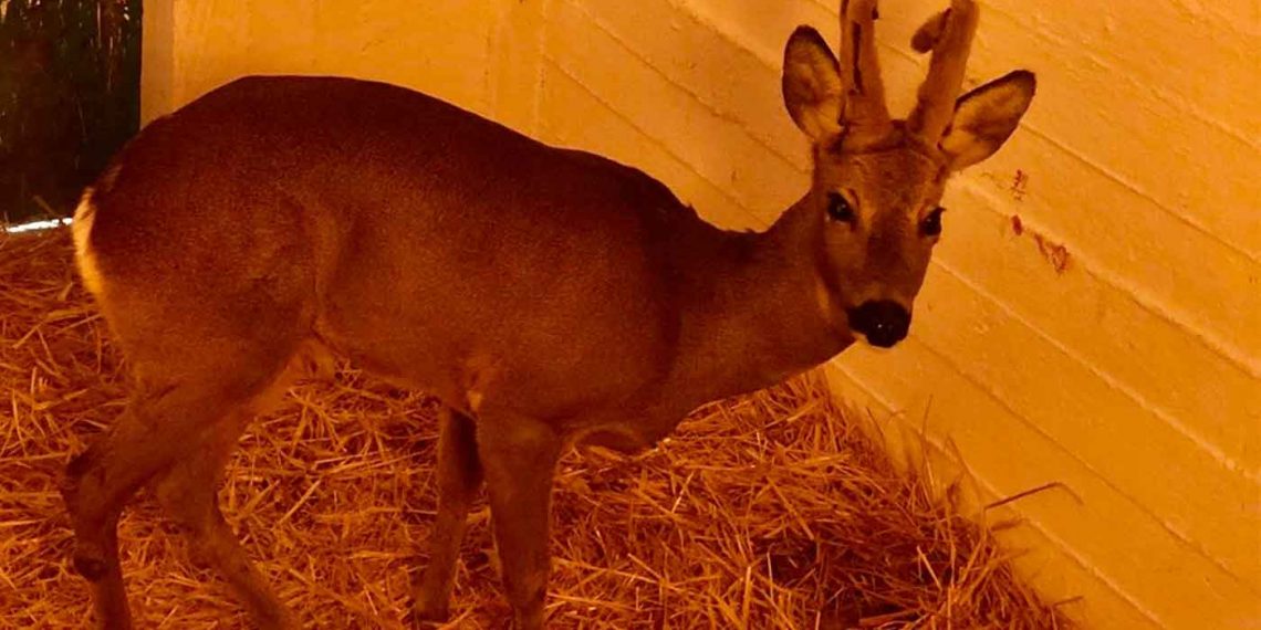 Ευχάριστα τα νέα για το ζαρκάδι που βρέθηκε πυροβολυμένο από λαθροκυνηγούς στην Φλώρινα