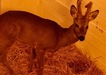 Ευχάριστα τα νέα για το ζαρκάδι που βρέθηκε πυροβολυμένο από λαθροκυνηγούς στην Φλώρινα