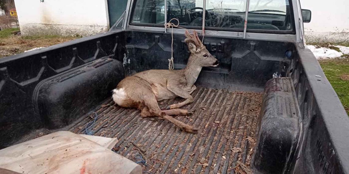 Περίθαλψη τραυματισμένου ζαρκαδιού από υπαλλήλους του Δήμου Φλώρινας (Φωτογραφίες)